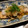 ぼのつま's cooksnap of when they made 秋鮭のバターソテーおろしぽん酢添え.