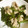 のえもゆ's cooksnap of when they made 空芯菜と牛肉のオイスターソース炒め.