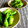 こは＊'s cooksnap of when they made ししとうのごま塩炒め♪酒のつまみに♪.