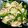 かっっぷぅ's cooksnap of when they made とりもも肉の☆きのこバターソース☆.