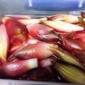 Ken-Z's cooksnap of when they made 茗荷の甘酢漬け.