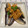 2940myu2's cooksnap of when they made 秋刀魚のソテー牛蒡サラダソース。.