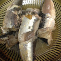 もちゅさん's cooksnap of when they made いわしの梅煮.