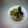 leoma's cooksnap of when they made かぶと生揚げの煮物.