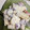 ひなちゃん2号's cooksnap of when they made 秋！梨＊りんご＊さつまいもサラダ♪.