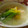 タモちゃん's cooksnap of when they made 蕪のみぞれ汁.