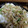 かすてら１２'s cooksnap of when they made 簡単！うまうま！しらすとねぎのふりかけ.