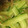 royann's cooksnap of when they made 塩揉みきゅうりと香味野菜のすだち和え.