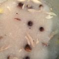 くろくろくらくろすけ's cooksnap of when they made おろし蓮根スープ.
