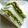Satoco❋'s cooksnap of when they made シンプル仕立ての❁ツナサンド.