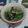 tomoko３'s cooksnap of when they made No.34 ほうれん草のナムル　韓国料理.