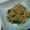 chokomashu's cooksnap of when they made 春雨と鶏ひき肉の炒めあんかけ.