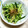 けーこころん's cooksnap of when they made 簡単！みょうが＆きゅうりのポン酢和え♪.