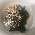 かぴーな's cooksnap of when they made 梅茶deワカメのカップスープ.
