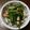 nishipin's cooksnap of when they made ガツン☆空芯菜とイカの炒め物.