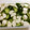ききキリン's cooksnap of when they made 簡単ピクルス.
