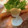 パセリセリ's cooksnap of when they made 余ったタルタルで簡単♪鮭のムニエル☆.