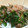 クックDTM7KD☆'s cooksnap of when they made ピーマンのおかか炒め.