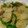 ケーゼトラウト's cooksnap of when they made ✿ポークとポテトの❀さっぱり中華炒め✿.