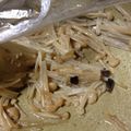 タムソン's cooksnap of when they made ピエトロドレッシング×えのき＝最強.