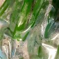 Giabbico's cooksnap of when they made オクラの冷凍保存.