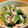 aimatsu221's cooksnap of when they made 祖母の味！小松菜とささみのからし和え.