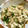 kiwi705's cooksnap of when they made 野沢菜の漬け物で簡単！野沢菜炒飯♪.