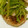 shokonta's cooksnap of when they made おろしそでさっぱり☆和風ハンバーグ.
