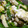 Rick_t's cooksnap of when they made とろーり玉子のニラ玉.