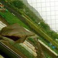 ミチコ☆ロンドン's cooksnap of when they made フープロ不要！洗い物無し！粉かつお.