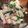 egamin's cooksnap of when they made コロコロヨーグルトサラダ.