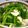 しづきち's cooksnap of when they made 小松菜と油揚げのお浸し.