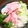 kaori5548's cooksnap of when they made 簡単☆ウェイパーであったか中華鍋！！.