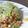 ふみネコ's cooksnap of when they made とろ～り納豆オムレツ.