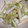 あつせいきち's cooksnap of when they made 大根ときゅうりの　たらこマヨサラダ。.