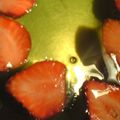 月の白玉's cooksnap of when they made 寒天ゼリーいちごとバナナ.