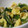 月詠人✿'s cooksnap of when they made ほうれん草のごまとろ和え.