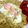Eyestar's cooksnap of when they made 元気♪エノキ♪目玉焼き丼.