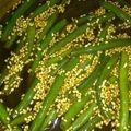 ＭＩ−ＳＡＮ's cooksnap of when they made いんげんの甘辛煮.