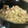 アスカチャチャ's cooksnap of when they made お味保証。鶏とにんじんの炊き込みご飯.