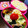 ＲＫまま's cooksnap of when they made ★お弁当 薄焼き卵の飾り切り 花たまご★.