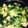 mochaman's cooksnap of when they made 青梗菜と卵の和風あんかけ.