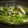 Jaye's cooksnap of when they made ほうれん草とシメジのマスタード＆チーズ.