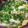 nao2008's cooksnap of when they made 伊勢うどん風玉子うどん.