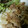 akubi_89's cooksnap of when they made うちのスタミナ生姜焼き.