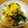 チョイコ's cooksnap of when they made 菊花の酢の物.