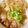 huni23's cooksnap of when they made 【昼は主役、夜は脇役】鶏南蛮にゅうめん.
