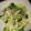 ぱこあこ's cooksnap of when they made 簡単☆一品☆レタスハム赤玉ねぎサラダ.