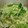 amanusa's cooksnap of when they made やみつきエスニック風漬物♪.