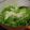 miyaakee's cooksnap of when they made 豆腐と水菜のあっというま煮.